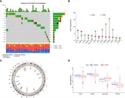 Comprehensive analysis of cuproptosis-related genes on bladder cancer prognosis, tumor microenvironment invasion, and drug sensitivity